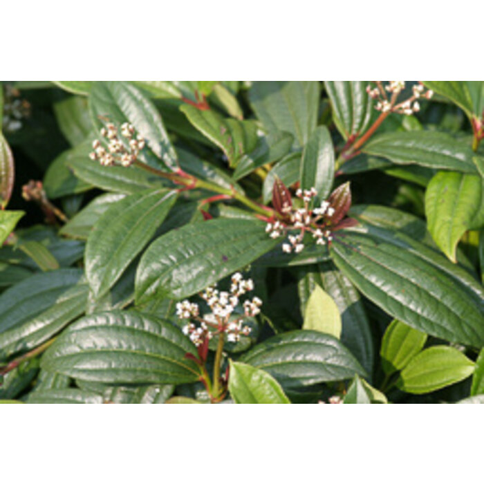 Sneeuwbal (Viburnum davidii)