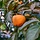 Dadelpruim - Diospyros lotus