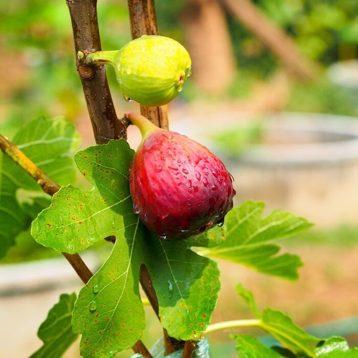 Vijgenboom - Ficus carica 'Brown Turkey'