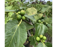 Vijgenboom - Ficus carica 'Brown Turkey'