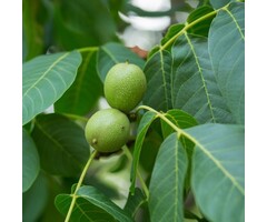 Walnootboom - Juglans regia 'Broadview' struikvorm