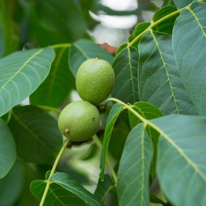 Walnootboom - Juglans regia 'Broadview' struikvorm