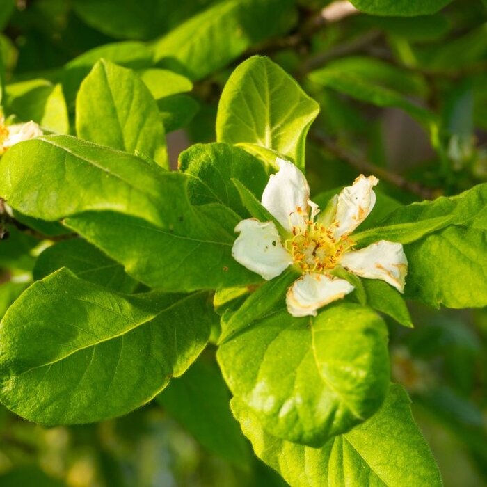 Mispel - Mespilus germanica struikvorm