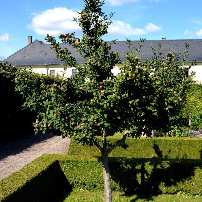 Mispel - Mespilus germanica struikvorm