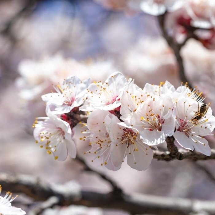 Abrikoosleiboom - Prunus armeniaca 'Bergeron'