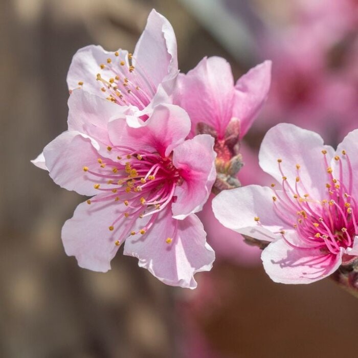 Nectarineleiboom - Prunus persica 'Flavortop'