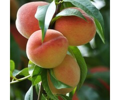 Perzik leiboom - Prunus persica 'Suncrest'