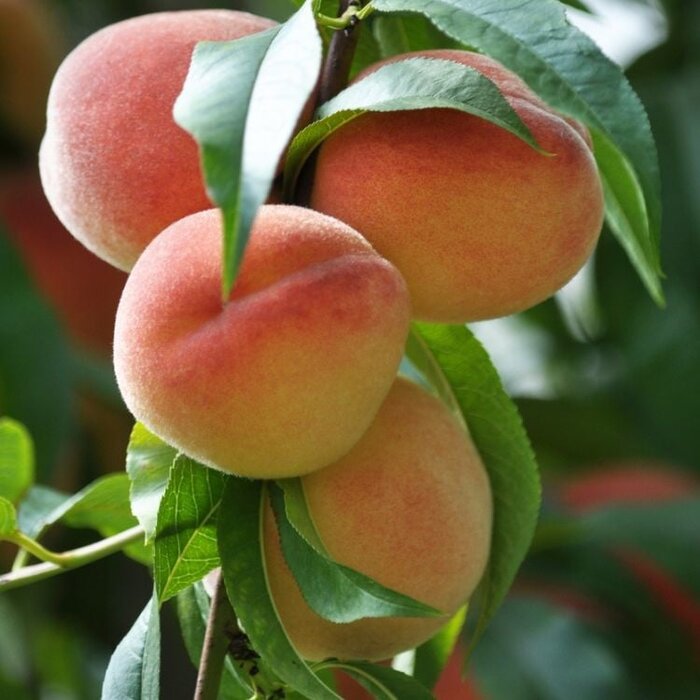 Perzikleiboom - Prunus persica 'Suncrest'