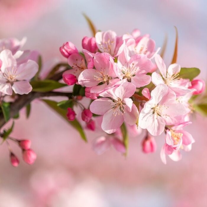 Perzikleiboom - Prunus persica 'Suncrest'