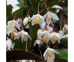 Styrax japonicus 'Evening Light' - Japanse Storax