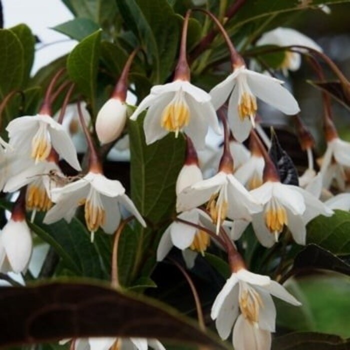 Styrax japonicus 'Evening Light' - Japanse Storax
