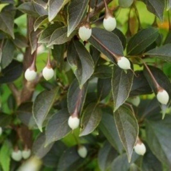Styrax japonicus 'Evening Light' - Japanse Storax