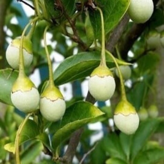 Styrax japonicus 'Snowfall' - Storaxboom