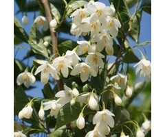 Styrax japonicus 'Snowfall' - Storaxboom