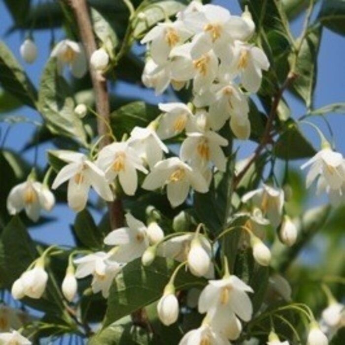 Styrax japonicus 'Snowfall' - Storaxboom