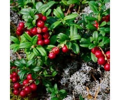Vossenbes - Vaccinium vitis-idaea Fireballs