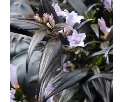 Trompetkruid - Strobilanthes anisophyllus Brunetthy