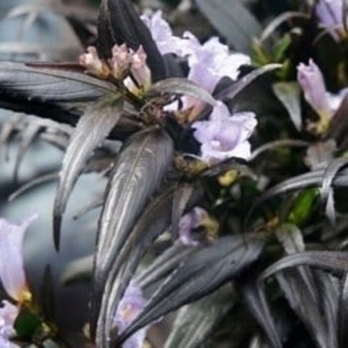 Trompetkruid - Strobilanthes anisophyllus Brunetthy