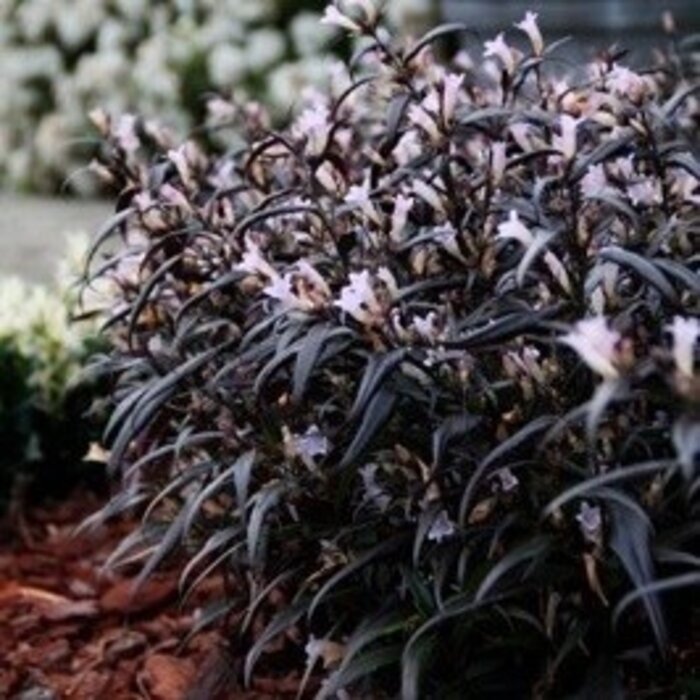 Trompetkruid - Strobilanthes anisophyllus Brunetthy