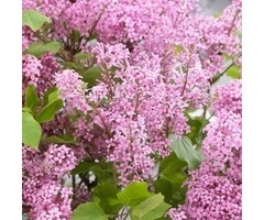 Dwergsering - Syringa 'Flowerfest Pink' ®