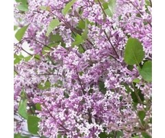Dwergsering - Syringa 'Flowerfest Purple' ®