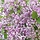 Dwergsering - Syringa 'Flowerfest Purple' ®