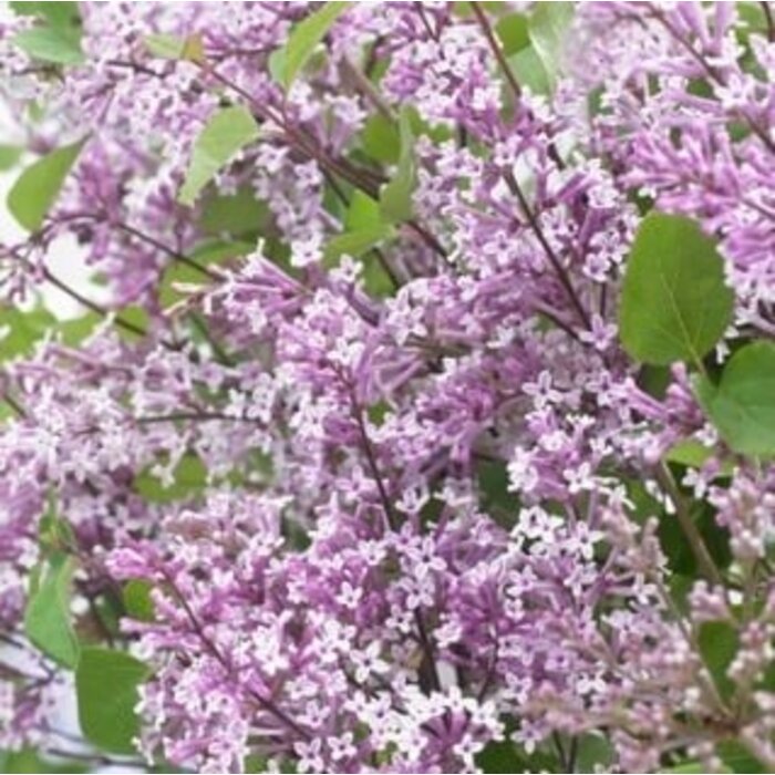 Dwergsering - Syringa 'Flowerfest Purple' ®