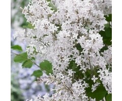 Dwergsering - Syringa 'Flowerfest White' ®