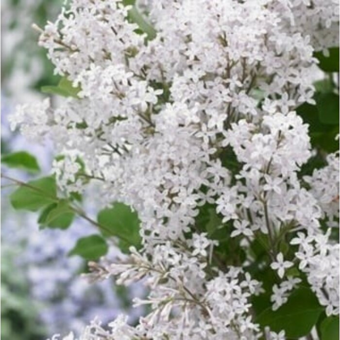 Dwergsering - Syringa 'Flowerfest White' ®