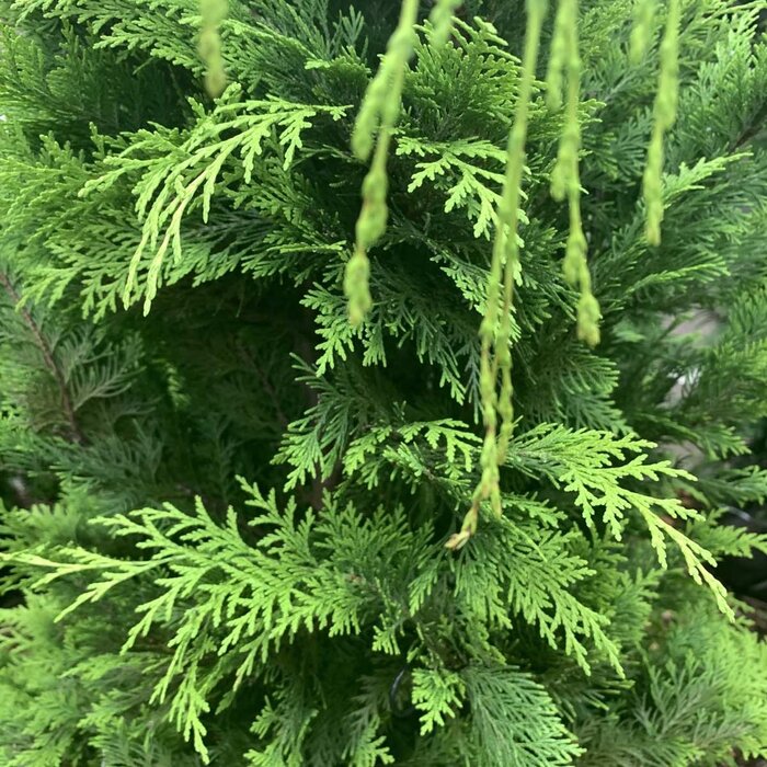 Gele conifeerhaag - Chamaecyparis lawsoniana 'Stardust'
