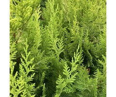 Gele coniferenhaag - Chamaecyparis lawsoniana 'Stardust'