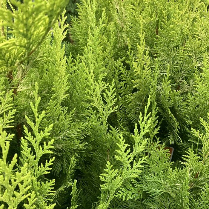 Gele conifeerhaag - Chamaecyparis lawsoniana 'Stardust'