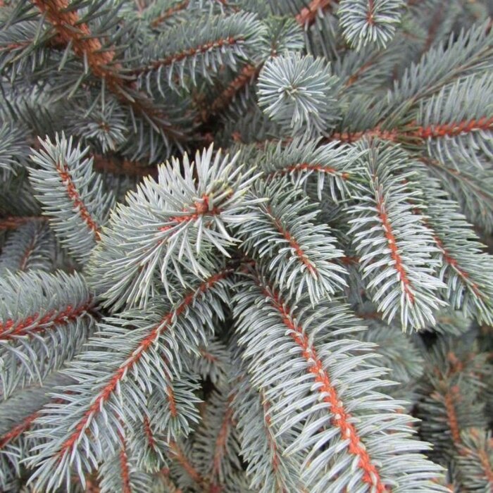 Picea pungens glauca - Blauwe spar