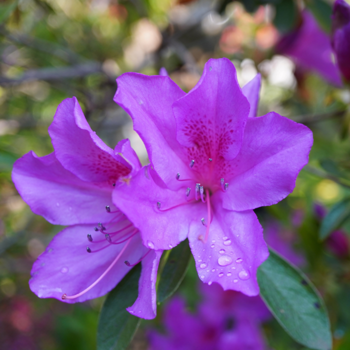 Azalea japonica  'Geisha Lilac'