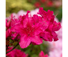 Azalea japonica 'Geisha Red'