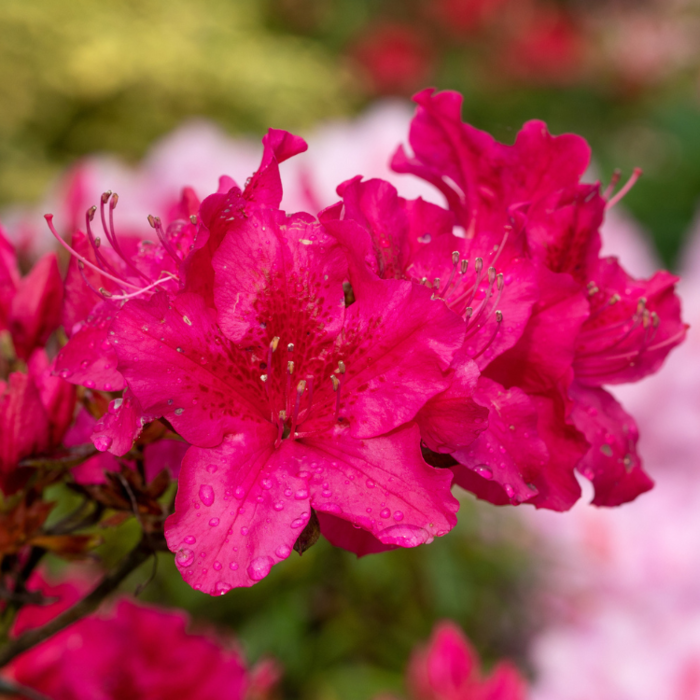 Azalea japonica 'Geisha Red'