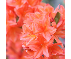 Azalea japonica 'Geisha Orange'