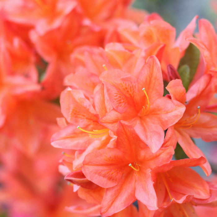 Azalea japonica 'Geisha Orange'