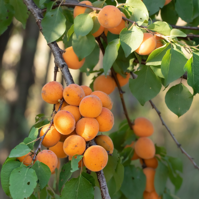 Abrikoosleiboom - Prunus armeniaca 'Tros Oranje'