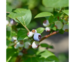 Blauwe Bes - Vaccinium corymbosum 'Brigitta Blue'