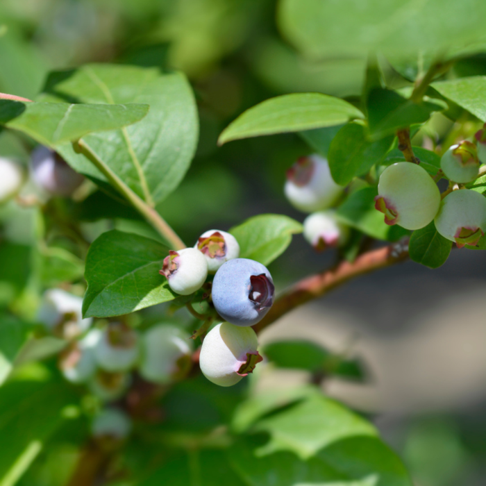 Blauwe Bes - Vaccinium corymbosum 'Brigitta Blue'