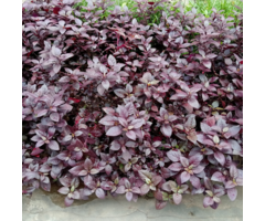 Koperblad - Alternanthera 'Little Romance'