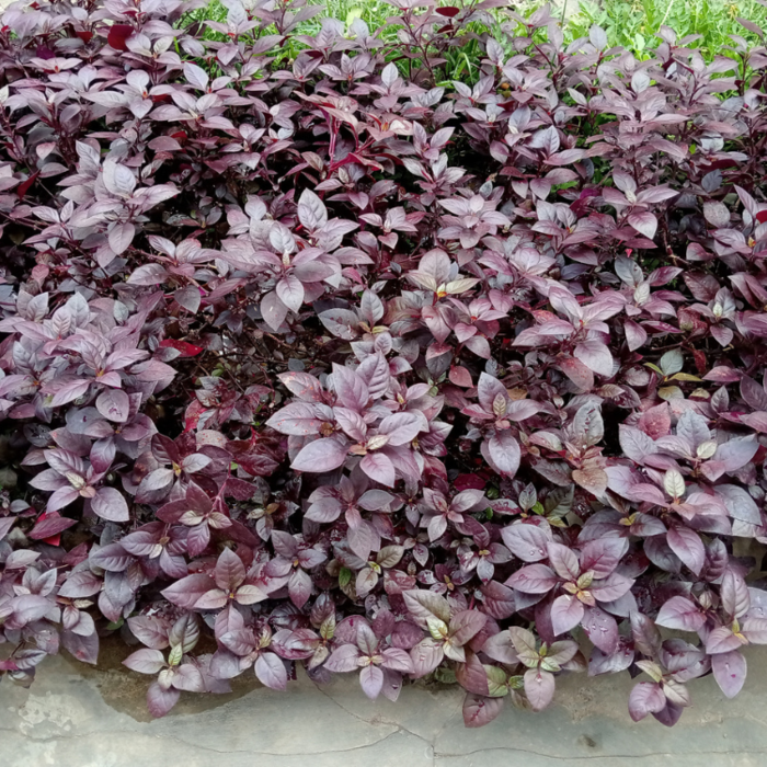 Koperblad - Alternanthera 'Little Romance'