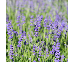 Lavendel - Lavandula angustifolia 'Essence Purple'
