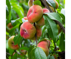 Perzik leiboom - Prunus persica 'Saturne'