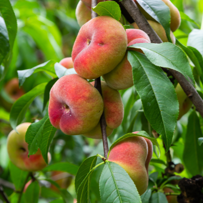 Perzik leiboom - Prunus persica 'Saturne'