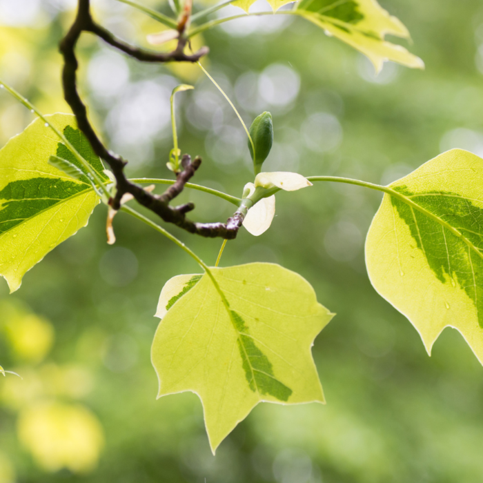 Tulpenboom struikvorm - Liriodendron tulipifera 'Aureomarginatum'