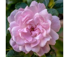 Miniatuurroos roos op stam - Rosa 'The Fairy' stamroos