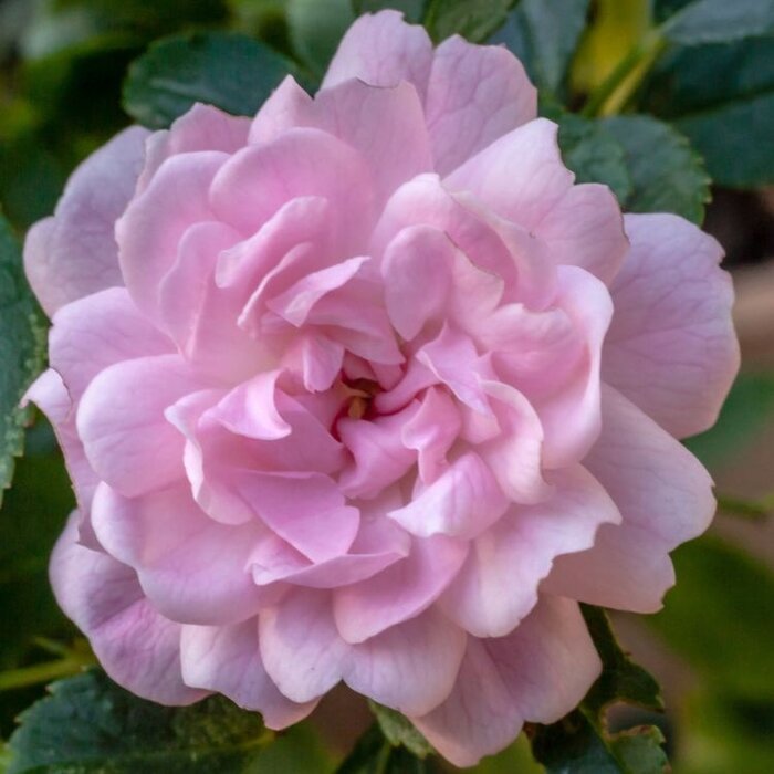 Miniatuurroos roos op stam - Rosa 'The Fairy' stamroos