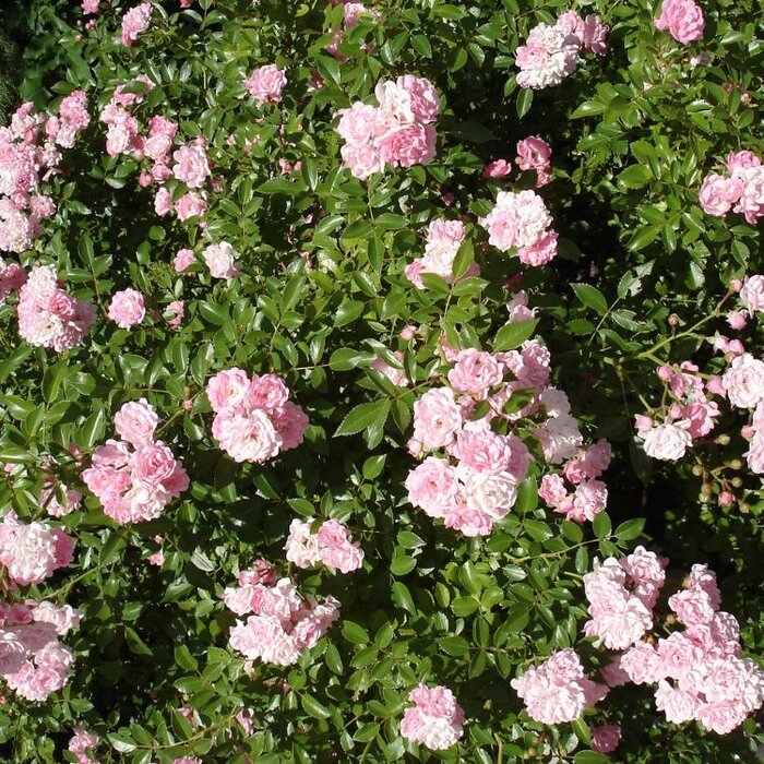 Miniatuurroos roos op stam - Rosa 'The Fairy' stamroos